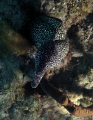   Spotted Moray coming greet me  